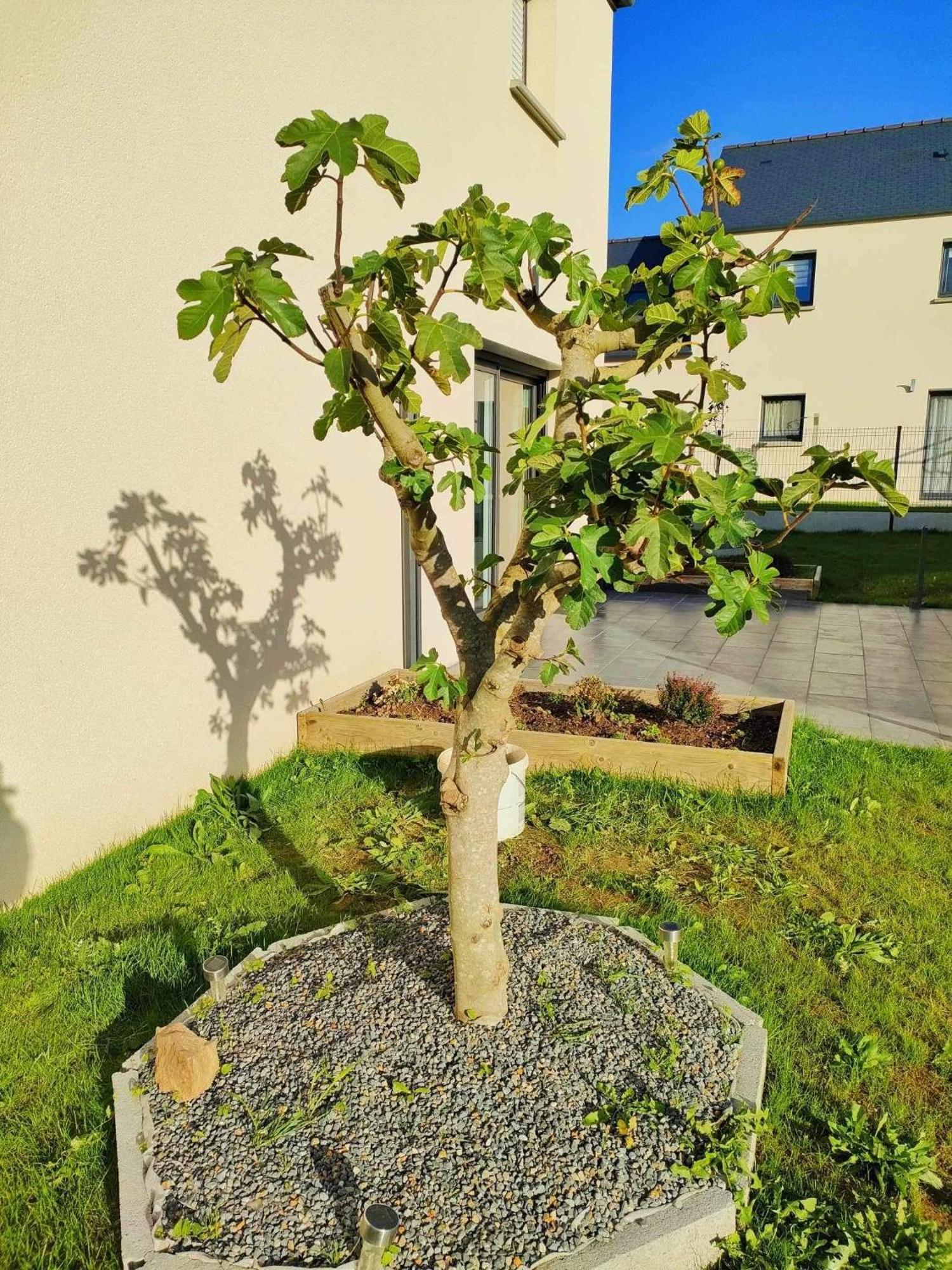 Jenny Gite - Homestay Plancoët Kültér fotó